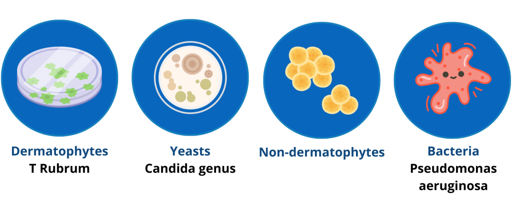 toefx pcr test for toenail fungus